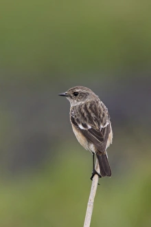 Images Dated 27th April 2006: traquet patre femelle Common Stonechat Saxicola torquat