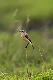 traquet patre femelle Common Stonechat Saxicola torquat