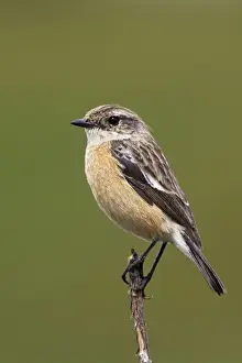 traquet patre femelle Common Stonechat Saxicola torquat