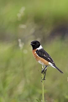 Images Dated 26th April 2006: traquet patre male Common Stonechat Saxicola torquata