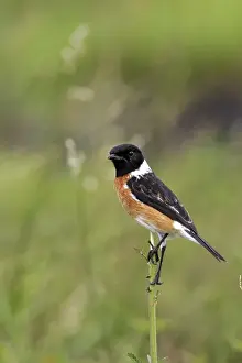 Zambia Prints: traquet patre male Common Stonechat Saxicola torquata