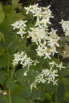 A Traveller's joy (Clematis recta). East Europe