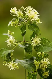 Climber Prints: Traveller's-joy or Old man's beard ( Clematis vitalba) in flower; Dorset