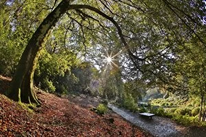 Trees Collection: Trebah Garden - Cornwall - UK