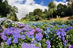 Flowers Gallery: Trebah Garden - Hydrangeas Summer