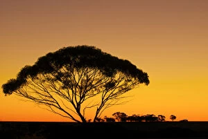 A tree in the Australian Outback is silhouetted