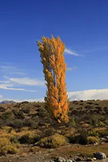 Tree in Autumn colours. Magallanes Peninsula - Patagonia - Argentina