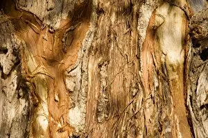 Barks Gallery: Tree Bark damaged by African Elephants rubbing their tusks up against the tree