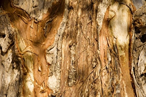 Images Dated 9th October 2008: Tree Bark damaged by African Elephants rubbing their tusks up against the tree - Abahuab River