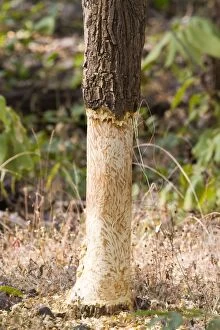 Tree - bark eaten by Indian Porcupine (Hystrix indica)