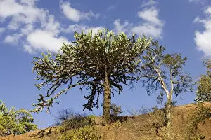 Outcrops Prints: Tree - Candelabra euphorbia in Tsavo National Park West, Kenya, East Africa