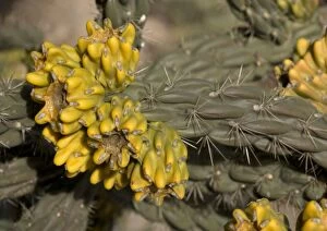 Images Dated 21st December 2005: Tree cholla. A desert cactus and shrub. Formerly Opuntia genus New Mexico, USA
