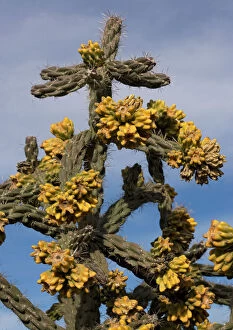 Deserts Collection: Tree cholla. A desert cactus and shrub