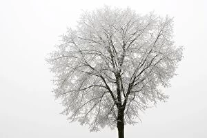 Tree - covered in frost