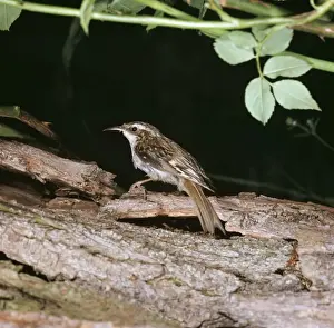 Treecreepers Prints: Tree Creeper JAB 1349 Certhia familiaris © J. A. Bailey / ARDEA LONDON