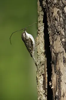 Twigs Prints: Tree Creeper - with nest material in beak, Lower Saxony, Germany
