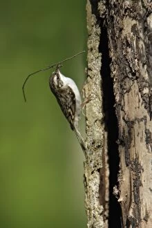 Images Dated 27th April 2007: Tree Creeper - with nest material in beak, Lower Saxony, Germany