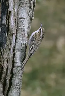 Tree Creeper RJCB 49 Certhia familiaris © R. J. C. Blewitt / ARDEA LONDON