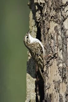 Images Dated 27th April 2007: Tree Creeper - on tree stem, Lower Saxony, Germany