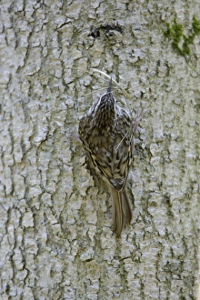 Images Dated 27th April 2007: Tree Creeper - back view, with nest material in beak, Lower Saxony, Germany