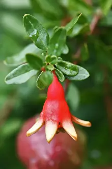 Tree Dwarf Pomegranate flower. Provence - PACA - France