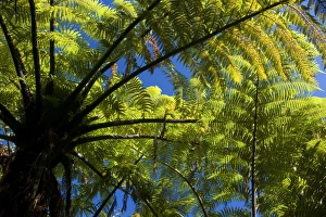 Images Dated 26th February 2008: Tree Fern - close-up of the feathered leaves of a tree fern