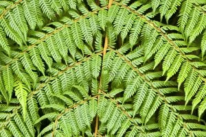 Tree fern - detail of the feathered leaves of a tree fern