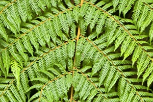 Images Dated 17th February 2008: Tree fern detail of the feathered leaves of a tree fern Westland National Park, South Island
