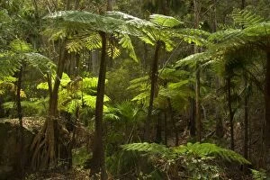 Images Dated 23rd September 2008: Tree fern - small grove of tree fern in Carnarvon Gorge, which is located in Queensland's arid