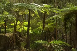 From Below Prints: Tree fern - small grove of tree fern in Carnarvon Gorge
