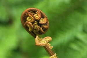 Images Dated 13th March 2008: Tree Fern - unfurling leave of a tree fern. This motive, in Maori called Koru