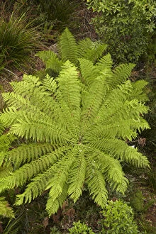 Botany Gallery: Tree Ferns (Dicksonia antarctica), high