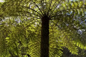 From Below Prints: Tree ferns - magnificent tree ferns grow along the wet surroundings of Leura Cascades - Leura Cascades