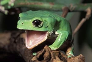 Bicolor Gallery: Tree Frog