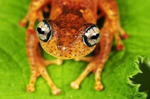 Images Dated 14th January 2008: Tree Frog - Andasibe-Mantadia National Park - Madagascar