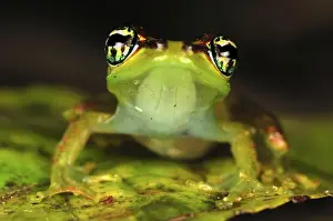 Tree Frog - Andasibe - Mantadia National Park - Madagascar