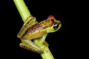 Tree Frog (Boophis bottae)