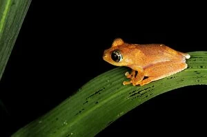 Tree Frog (Boophis tephraeomystax )