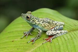 Frogs Collection: Tree Frog Costa Rica