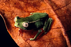 Images Dated 2nd May 2007: Tree frog French Guyana forest