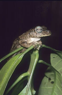 Balance Gallery: Tree Frog, (Hyla crepitans), Venezuela