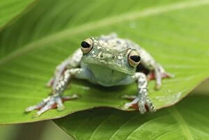 Tree Frog (Hypsiboas rufitelus)