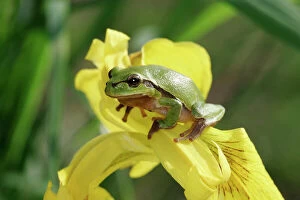 Frogs Collection: Tree Frog - on Iris. France