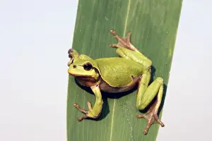 Webbed Feet Prints: Tree Frog - on leaf. Alsace France