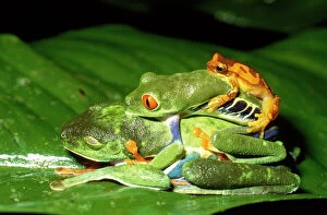Reptiles & Amphibians Collection: Tree Frog - two mating plus another - Costa Rica