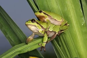 Images Dated 20th May 2004: Tree Frog - pair mating France