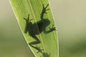 Images Dated 20th May 2004: Tree Frog - silhouette through leaf France