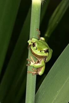 Images Dated 20th May 2004: Tree Frog - on stem