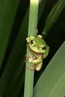 Tree Frog - on stem