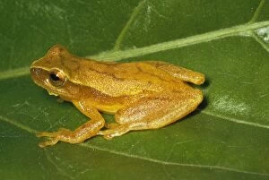 Images Dated 25th May 2006: Tree Frog Trinidad